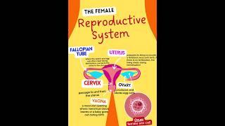 Female reproductive system|Functions of female reproductive system|#femalereproductivesystem #shorts