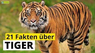 21 Steckbrief-Fakten über Tiger - Doku-Wissen über Tiere - für Kinder