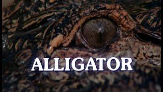 Alligator \ Аллигатор