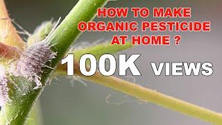 How To Make Organic Pesticide At Your HOME - DIY