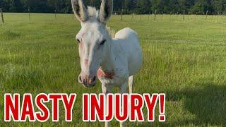 Peluche gets a NASTY INJURY
