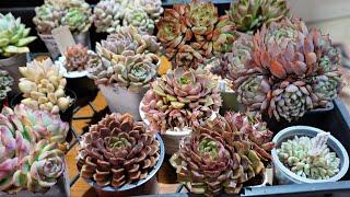 How To Separate Succulent Clusters to Propagate Fast