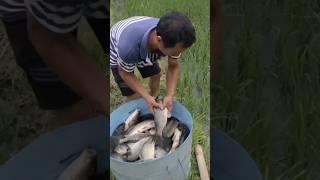 Amazing rice paddy fish farming technique in thailand!