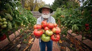 How I Grew MASSIVE Tomatoes  - Just Do THIS!