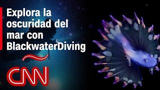 Nadar en las estrellas. Así es bucear a oscuras en el Blackwater Diving