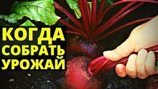 Когда нужно собирать урожай свеклы - Как и когда убирать свеклу на хранение с грядки