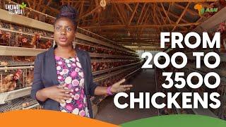 Growing from 200 Chickens to 3500 birds producing 530 egg trays a week | Msingi Poultry Farm