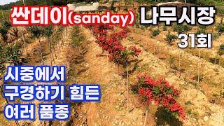 [싼데이 나무시장] 31회, 정원을 돋보이게 만드는 특별한 품종과 수형