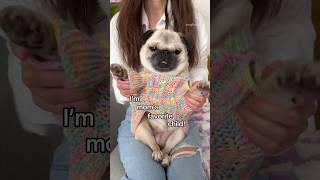 Those typical sibling fights  #pug #dog #funny