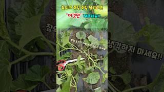 참외 심고 이것만 해주면 참외농사 끝!! 마지막 순치기 이렇게 하세요 #참외농사