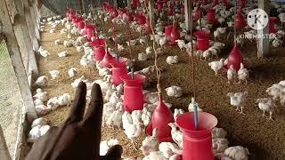 Days-28-1400/Winter poultry management