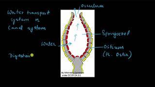 Phylum Porifera | Animal kingdom | Biology | Khan Academy