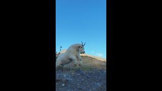 Wild Mountain Goat Attack in Alaska! Once in a lifetime dangerous encounter. Short version