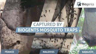 High Performance Mosquito Trap Catching Mosquitoes all Around the World