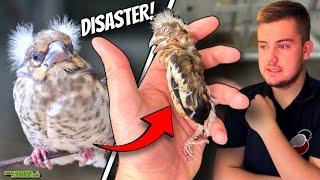 A DISASTER! | Breeding British Birds S4:Ep9