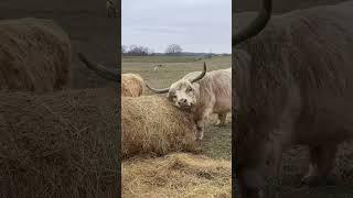 Beautiful #summershadefarms #farmlife #highlandcow #cows #rotationalgrazing #happycows #grasspuppy