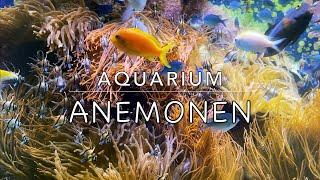 Das Anemonen Aquarium 🪸 Nemos Clownfische Kauderni Schwarm Meerwasser Vielfalt Korallen