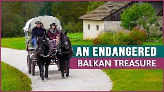 Equestrian Rides the Bosnian Mountain Horse