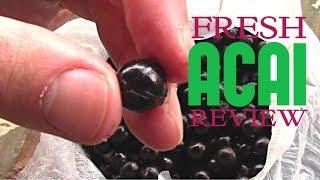 What does fresh Acai fruit taste like? - Weird Fruit Explorer Ep 212