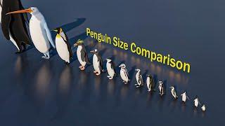 Penguin Size Comparison #animals #animation