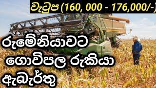 romenia Agriculture jobs vacancies farmers/tractor driver