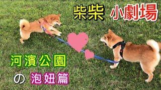 柴犬柚醬 遊玩趣 河濱公園一日遊， 柴柴小劇場粉墨登場！｜柴犬柚醬 醬拔頻道｜