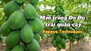 EP 48 : Mẹo trồng cây nhanh ra trái , bí quyết trồng cây Đu Đủ 1 tháng có trái quằn cây .