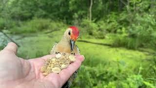 Hand-feeding Birds in Slow Mo - Northern Cardinal