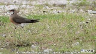 Oriental Pratincole @ Chiu Sein Chiong 9913