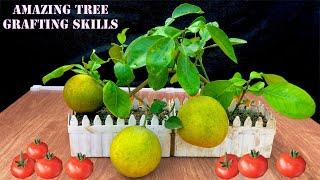 Amazing Grafting Skill - How to Grow Oranges Fast Fruiting 100% Success