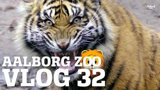 Råd fra dyrepasserne - Tænk før du deler! | Vilde dyr i unaturlige situationer | Aalborg Zoo VLOG 32