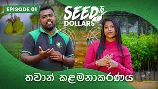 තවාන් කළමනාකරණය Seed-to-Dollar Video series Episode 01 | Pintanna Plantations