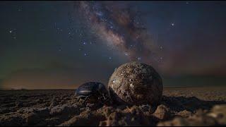 How dung beetles and the Milky Way are helping engineers to improve navigation systems