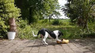 Beike the Stabyhoun pup invents her own ball game and it couldn't be more Dutch