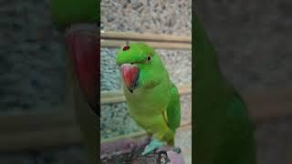 Mahan insaan ne kha tha#comedy #trending #ytshorts #cute#parrot#funny #shorts # Subscomment