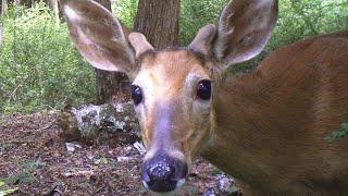 Peaceful Deer Moments Day and Night