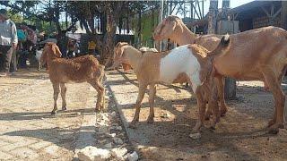 1.850‼️BABON ANAK KEMBAR 2 EKOR MURAH MERIAH | Pasar Kambing Gedungombo