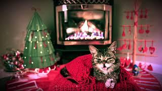 Lil BUB's Very Cozy Yule Log Video 2018