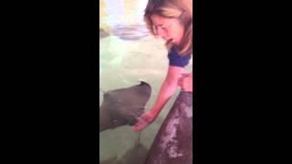Feeding Stingrays