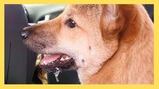 겁에질려 침만 뚝뚝 흘리는 진돗개ㅣ진돗개계피 ㅣ Korean Jindo Dog