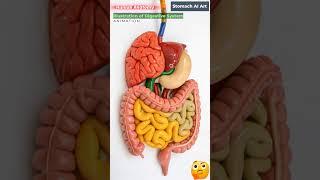Animation of Digestive System | Stomach AI Art | 28