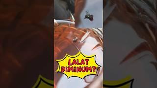 Lalat diminum?🪰 #viral #shortvideo #dakwah #guru #shortsvideo #renyah #shorts #short #lalat