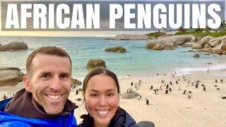 PENGUINS IN AFRICA! Visiting the Boulders Beach Penguin Colony