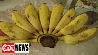 Will Eating Too Many Bananas Kill You? | CDT NEWS