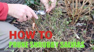 How to prune shrubby salvias
