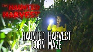 Haunted Harvest Corn Maze at Frosty's Pumpkin Patch - Chino, California