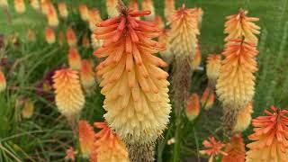 Hot and Cold Kniphofia