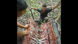 Collecting Bactronophorus thoracites temilok shipworm in Bangka Island