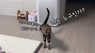 스코티시폴드? 뱅갈고양이? 다동이의 정체는!?