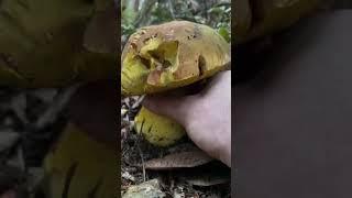 Super Satisfying Mushroom ASMR: Tapping and Crunchy Harvesting